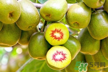 獼猴桃是低糖水果嗎？獼猴桃含糖量高嗎？