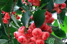 蓮霧是低糖水果嗎？蓮霧含糖量高嗎？