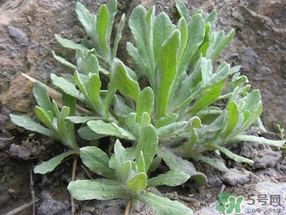 清明草怎么保存？清明草怎么鮮？