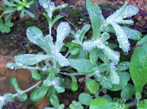 清明草怎么保存？清明草怎么鮮？