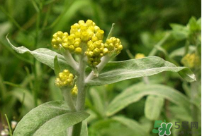 清明草怎么保存？清明草怎么鮮？