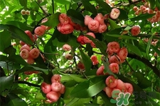 蓮霧熱量高嗎？一個蓮霧的熱量有多少？