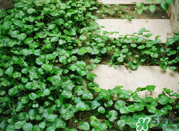 金錢草怎么養(yǎng)？金錢草好養(yǎng)嗎？