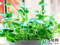 金錢草怎么養(yǎng)？金錢草好養(yǎng)嗎？