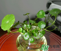 金錢草怎么養(yǎng)？金錢草好養(yǎng)嗎？