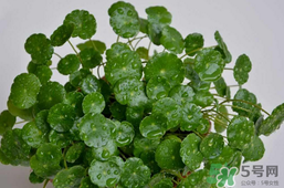 金錢草泡水喝的功效？金錢草有什么作用？