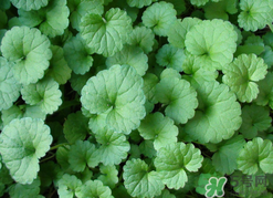 金錢草泡水喝的功效？金錢草有什么作用？