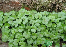 金錢草泡水喝的功效？金錢草有什么作用？