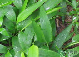 淡竹葉的功效與作用 淡竹葉有什么功效？