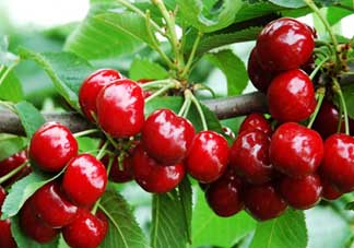 枇杷和櫻桃能一起吃嗎？枇杷和櫻桃可以一起吃嗎？