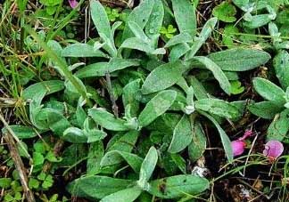 清明菜可以降血壓嗎？清明菜能降血壓嗎？