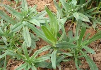 清明菜可以種植嗎？清明菜怎么種植？