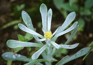 清明草怎么保存？清明草怎么鮮？