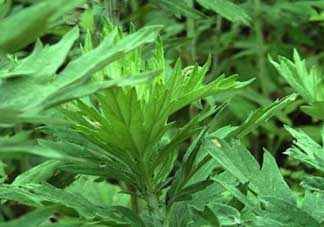 清明菜是什么？清明菜和艾草的區(qū)別