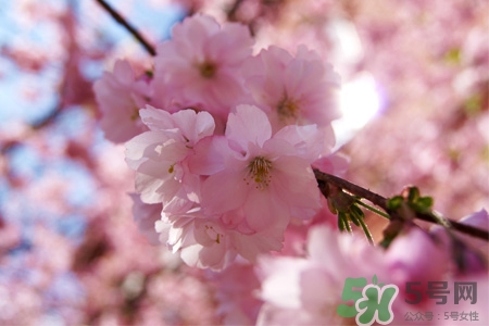 2017清明節(jié)會(huì)下雨嗎？清明節(jié)下雨會(huì)下幾天？