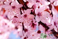 清明節(jié)掃墓能不去嗎？清明節(jié)上墳必須去嗎？