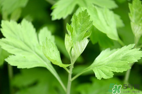 清明菜是什么？清明菜和艾草的區(qū)別 