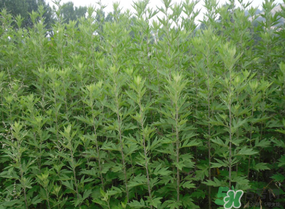 清明菜是什么？清明菜和艾草的區(qū)別 