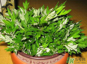 清明菜是什么？清明菜和艾草的區(qū)別 