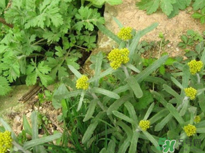 清明菜是發(fā)物嗎？清明菜是不是發(fā)物？