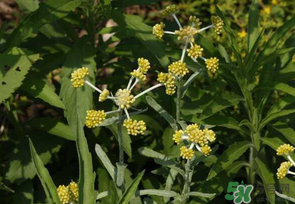 清明菜是發(fā)物嗎？清明菜是不是發(fā)物？