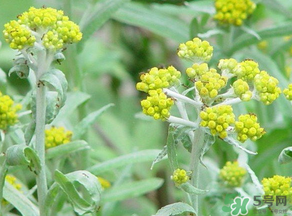 清明菜是發(fā)物嗎？清明菜是不是發(fā)物？