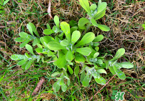 清明菜不能和什么同吃？清明菜和什么相克？