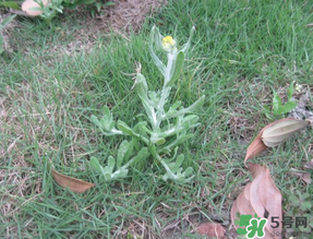 清明菜不能和什么同吃？清明菜和什么相克？