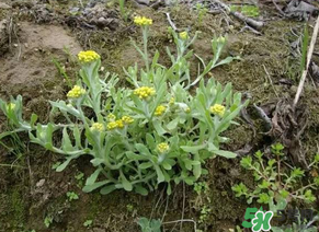 清明菜不能和什么同吃？清明菜和什么相克？