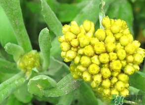 清明菜能治哮喘嗎？清明菜可以治哮喘嗎？