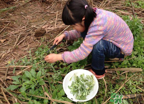 清明草叫什么？清明草有幾種？