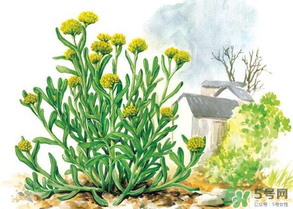 清明草叫什么？清明草有幾種？