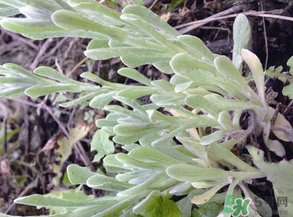 清明草叫什么？清明草有幾種？