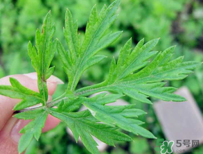 清明草是艾草嗎？清明菜是什么草？