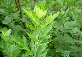 清明草是艾草嗎？清明菜是什么草？