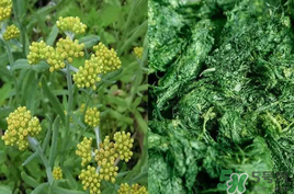 清明草能吃嗎？清明草花可以吃嗎？