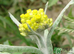 清明草能吃嗎？清明草花可以吃嗎？