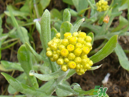 清明草能吃嗎？清明草花可以吃嗎？