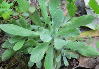 清明草叫什么？清明草有幾種？