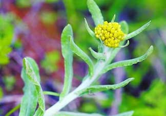 清明菜是發(fā)物嗎？清明菜是不是發(fā)物？