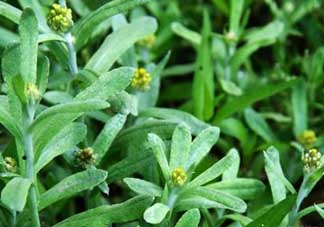 清明菜能治哮喘嗎？清明菜可以治哮喘嗎？