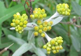 清明草能吃嗎？清明草花可以吃嗎？