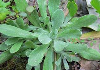 清明草怎么吃？清明草怎么做好吃？