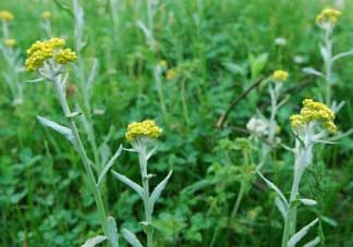 清明草可以做菜吃嗎？清明草能炒來吃嗎？