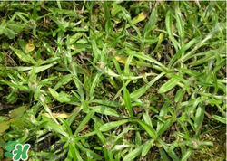 清明草可以做菜吃嗎？清明草能炒來吃嗎？