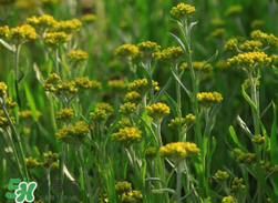 清明草可以做菜吃嗎？清明草能炒來吃嗎？