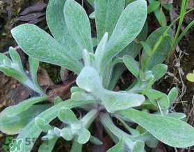 清明草可以曬干嗎？清明草曬干有什么功效？