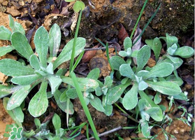 清明草可以曬干嗎？清明草曬干有什么功效？