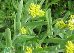 清明草可以種植嗎？清明草怎么種植？