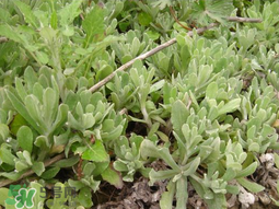 清明草可以種植嗎？清明草怎么種植？